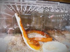 -酷以爬仙阁实体爬宠店·守宫·蜥蜴·专业繁育