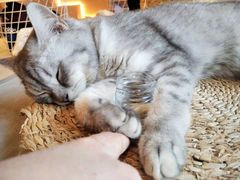 -猫儿山۰猫主题餐厅