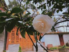 -寂照庵