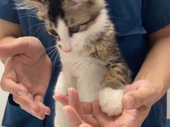 -东莞宠友24H宠物中心医院·转诊夜诊·异宠(新河北路院)