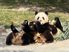 -卧龙中华大熊猫苑神树坪基地