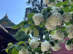 -报恩寺(平武县)