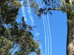 -墨尔本皇家植物园