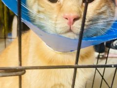 -伟伟宠物医院·CT影像中心·瑞派犬猫综合性门诊(汉口总院)