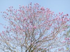 -莲花山公园