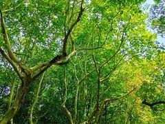 -西湖外事游船(花港观鱼码头)