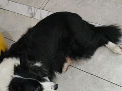 -瑞鹏瑞爱宠物医院·全科·猫科·血液透析中心(龙头寺店)