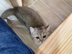-李小姐の猫咖啡馆(五角场店)