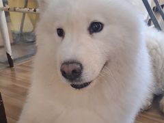 -喵小馆·猫咖狗咖猪咖·饮品店