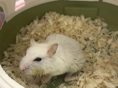 -瑞派·关忠动物医院猫科外科·异宠·24小时转诊中心(祥云店)