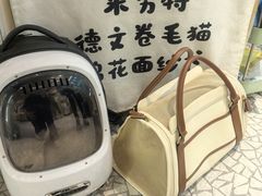 -momokira米努特·德文卷毛猫·棉花面纱犬