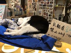 -猫的天空之城概念书店(杭州南宋御街店)