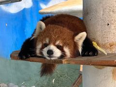 -栾川竹海野生动物园