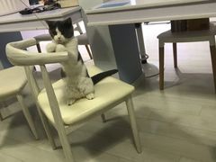 -喵的天空名猫咖啡馆·撸猫·猫舍·用品