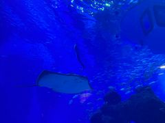 -成都浩海立方海洋公园