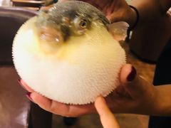-肆月河豚·新淮扬(金融街店)