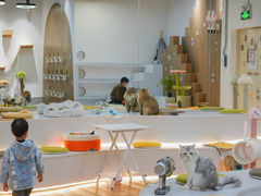 -COLOR PETS 撸猫馆·购猫·猫咖(长风大悦城店)