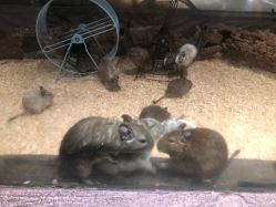 -造物庄园 萌宠纪(苏州湾歌林公园店)