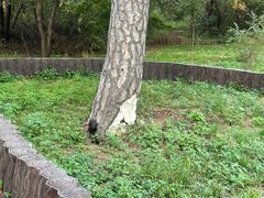 -北陵公园