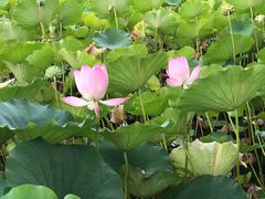 -莲花池公园