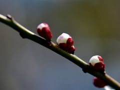 -香雪海