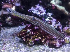 -西雅图水族馆