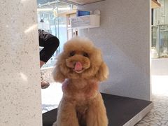 -momokira米努特·德文卷毛猫·棉花面纱犬