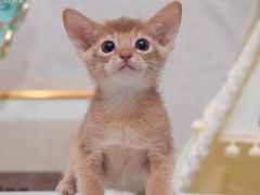 -小猫来了·猫咪专售(红山六九七九店)