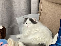 -伟伟宠物医院·瑞派猫友好医院·猫科(光谷店)