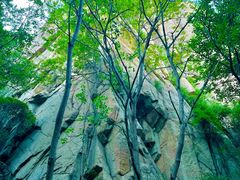 -大岭沟猕猴桃谷风景区