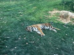 -北京野生动物园