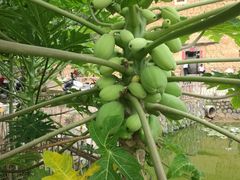 景点-福建土楼·永定景区-侨福楼