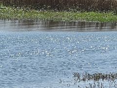 -洱海月湿地公园