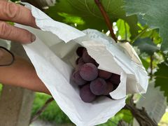 -马陆小张葡萄园农家乐