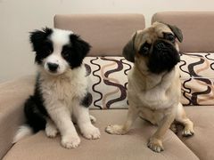 -八公叔叔宠物美容连锁(春申店)