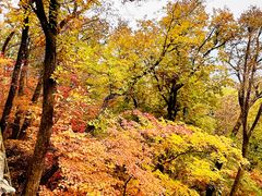 -天女山森林公园