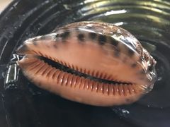 -越海渔村