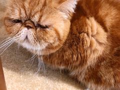 -猫友咖啡店(玉林西路店)