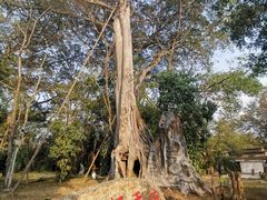 -瑞丽独树成林风景区