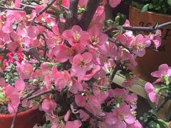 -双季花艺园艺市场(浦东店)