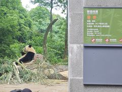 -中国大熊猫保护研究中心雅安碧峰峡基地