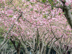 -中央公园(苏州工业园区)
