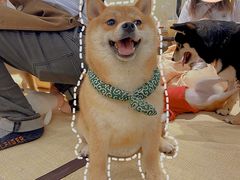 -逗柴咖啡屋·狗咖猫咖宠物桌游
