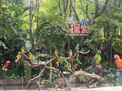 -广州长隆飞鸟乐园