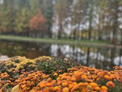 -上海共青森林公园