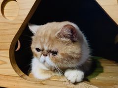 -more than meow吴止猫主题餐厅(承德 中船汇店)