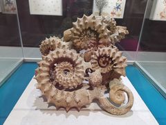 -青岛贝壳博物馆