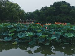 -西溪国家湿地公园