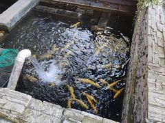 -Local泰莲庭(虹鳟鱼店)