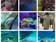 -悉尼海洋生物水族馆